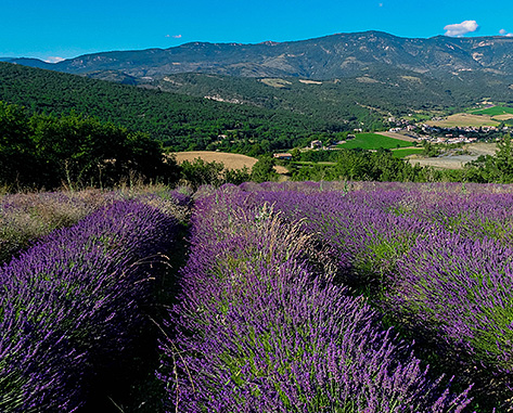 RENDEZ VOUS EN DROME PROVENÇALE